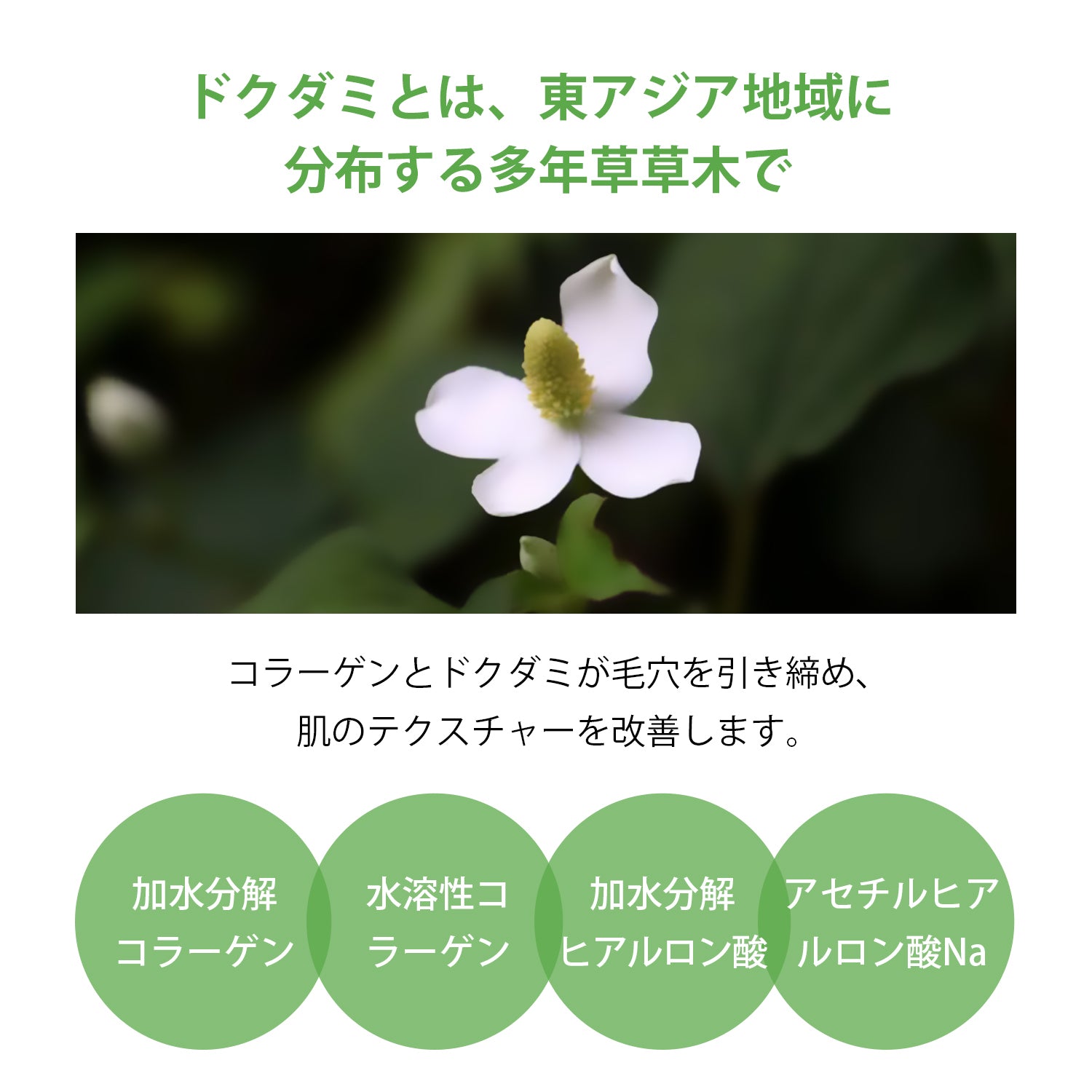 MITOMO <日本製>ドクダミデイリーマスク36枚セット - 日々の自然