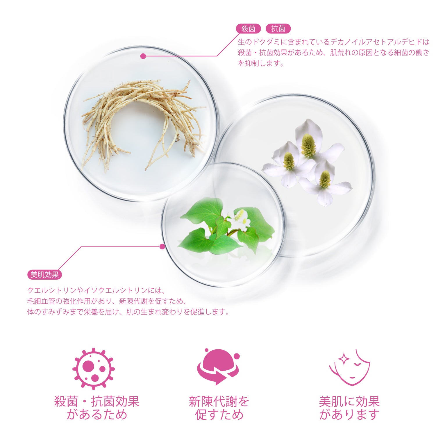 【中古】 ドクダミの贈りもの －アントロポゾフィー薬用植物学入門－ 41cerWpX3EL.jpg_BO30,255,255,